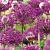 Purple Sensation