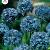 caeruleum (Azureum)