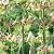 siculum Bulgaricum
