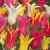 Lily Flower Mixed