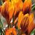Orange Monarch