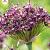 atropurpureum