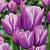 Purple Elegance