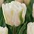 White Foxtrot