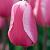 Pink Proud
