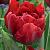 Scarlet Verona