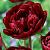 Cranberry Kiss