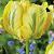 Yellow Madonna
