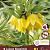 Lutea