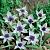 Humilis Alba