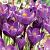 Purpureus Grandiflorus