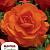 Double Camelia Orange