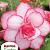 Bouton de Rose