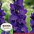 Purple Flora