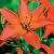 Mandarin Star