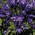 Blue Velvet (x 25)