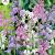 campanulata Mixed