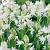 campanulata White