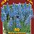 Grape Hyacinths 20x50