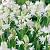 campanulata White