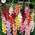 Mixed Gladiolus