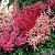 Mixed Astilbe