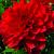 Babylon Red