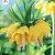 Lutea