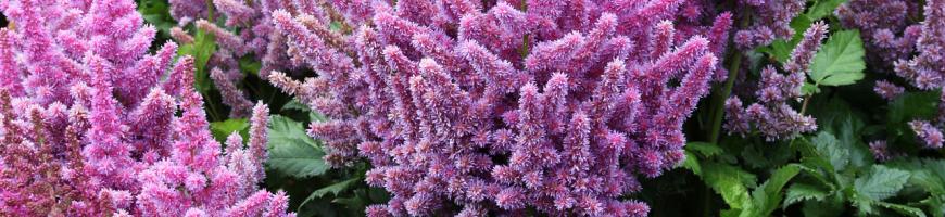Astilbe