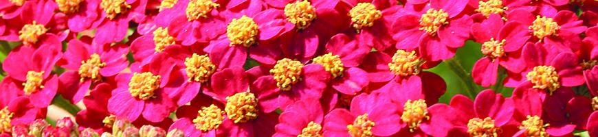 Achillea