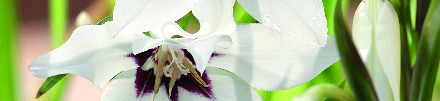 Acidanthera (Gladiolus callianthus)