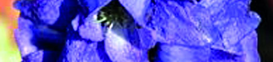 Aconitum