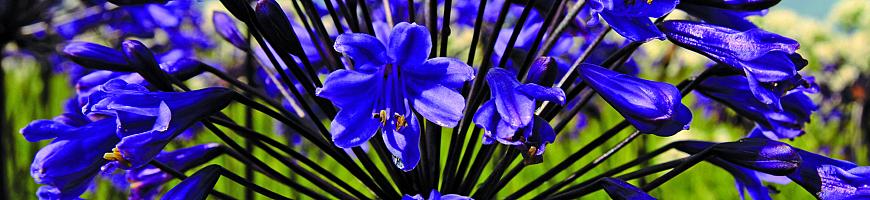 Agapanthus