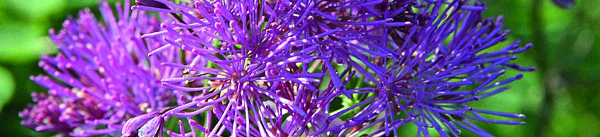 Thalictrum