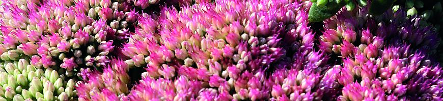 Sedum