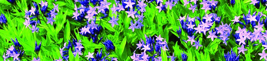 Amsonia