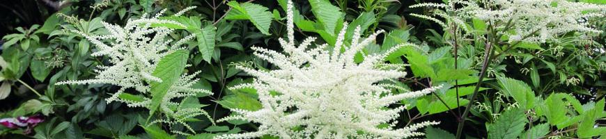 Aruncus