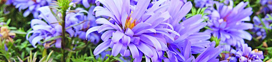 Aster