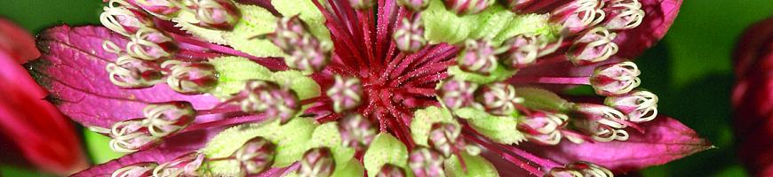 Astrantia