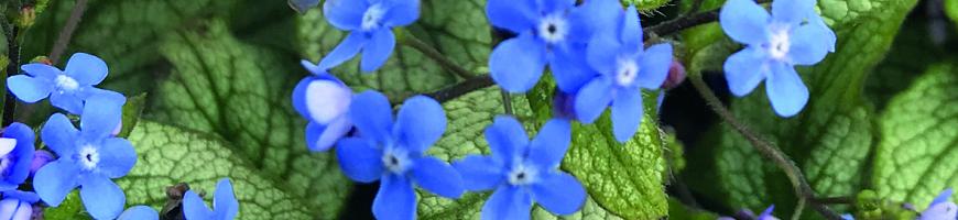 Brunnera