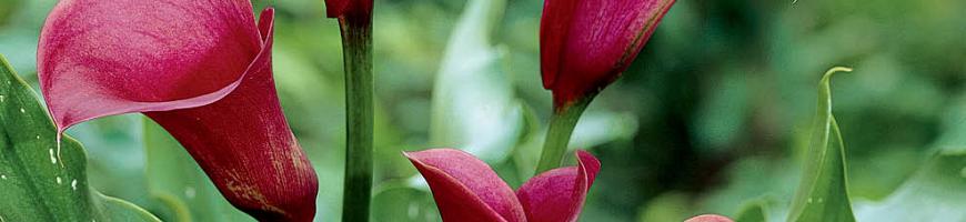 Calla (Zantedeschia)
