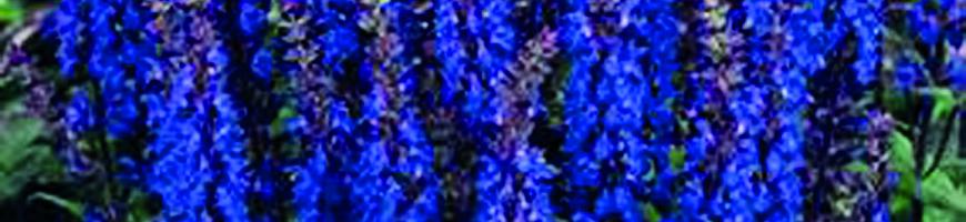Salvia