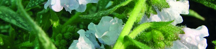 Pulmonaria