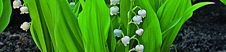 Convallaria