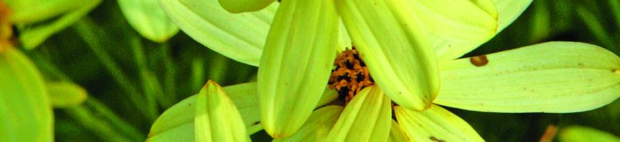 Coreopsis