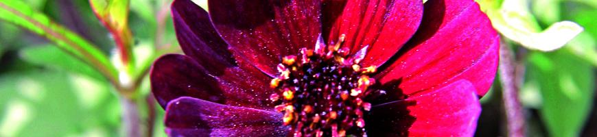 Cosmos