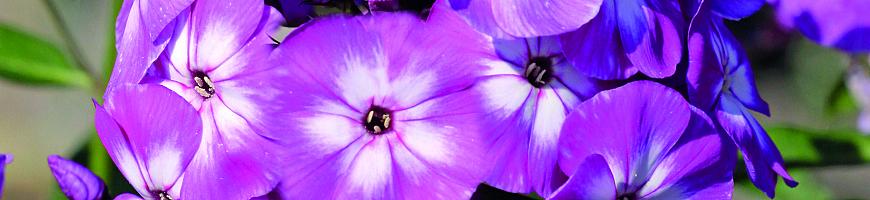 Phlox