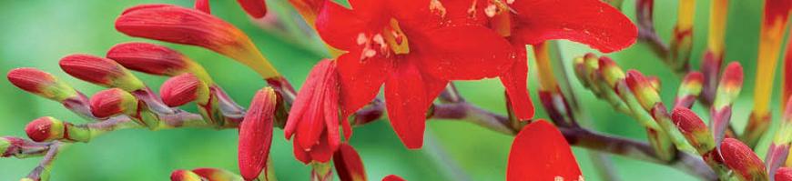 Crocosmia