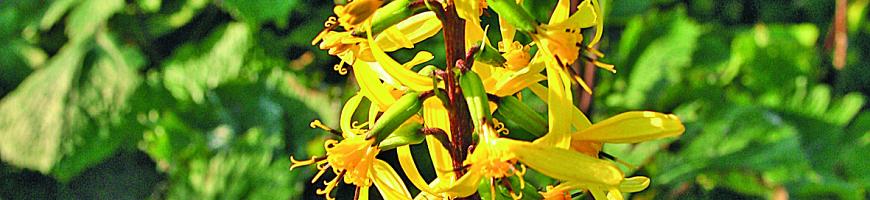 Ligularia