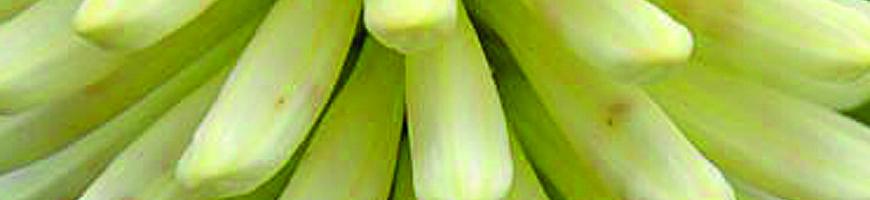 Kniphofia